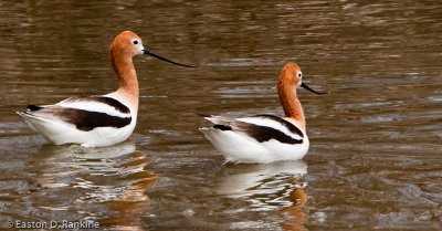 American Avocet IV