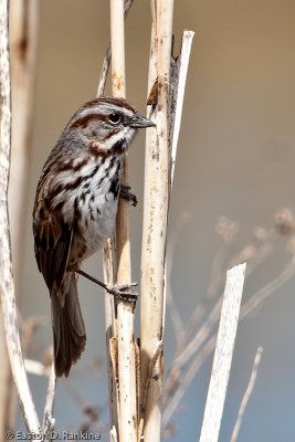 Sparrow - Profile