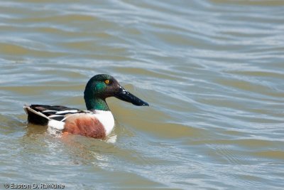 Northern Shoveler II