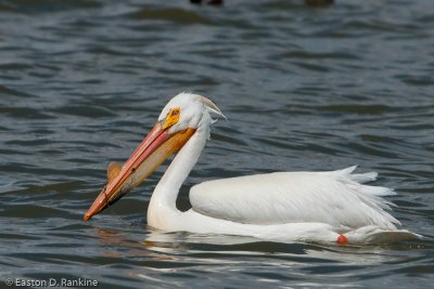 American White Pelican