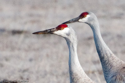 Sandhill Cranes