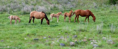 Quarter Horses with Foals
