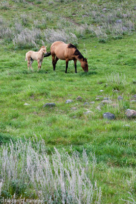 Quarter Horse with Foal