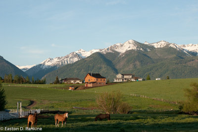 Horses with Wallowa Mountains
