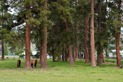 Horses with Pine Trees