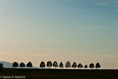 Tree Line