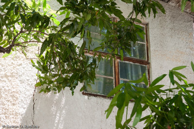 Window and Mango Leaves