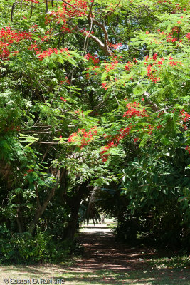 Covered Path with Poinciana