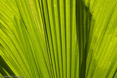 Palm Frond