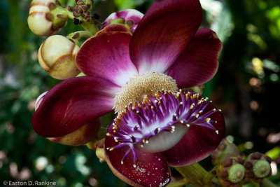 Flower of the Cannonball Tree