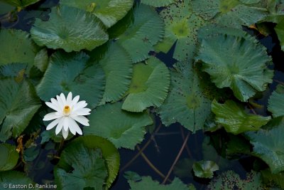 Water Lilly I