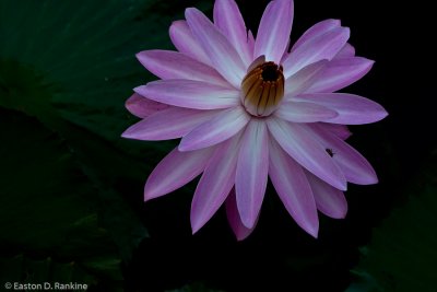 Water Lilly II