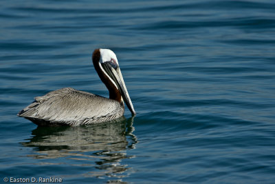 Brown Pelican II