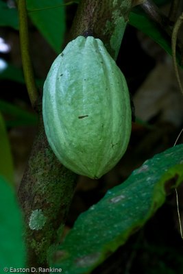 Unripe Cocoa Pod
