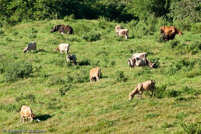 Morning Grazing