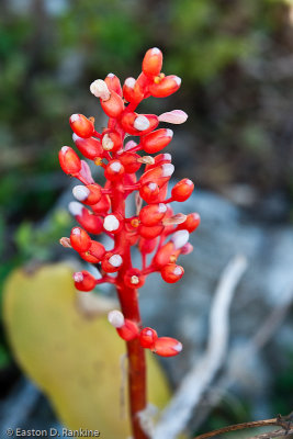 Bromeliad