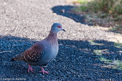 Speckled Pigeon (Columbia guinea)