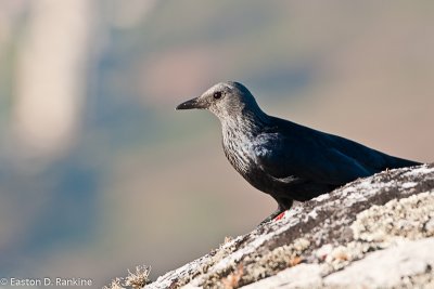 Red Winged Starling