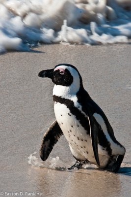 African Penguin I, Boulders Beach