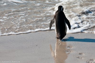 African Penguins III, Boulders Beach