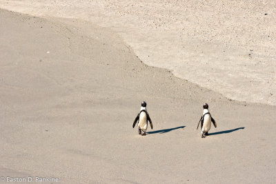 African Penguins IV, Boulders Beach