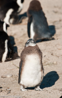 African Penguins IV, Boulders Beach