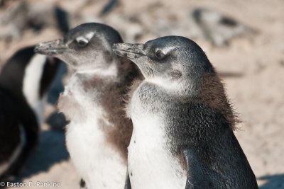 African Penguins V, Boulders Beach