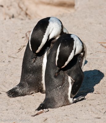 African Penguins VI, Boulders Beach