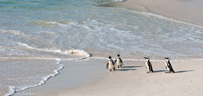 African Penguins VII, Boulders Beach