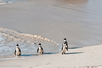 African Penguins VIII, Boulders Beach