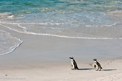 African Penguins IX, Boulders Beach