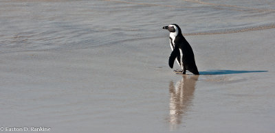 African Penguin XI, Boulders Beach