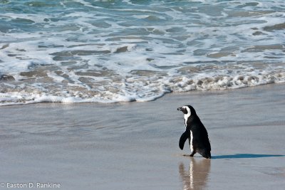 African Penguin XII, Boulders Beach