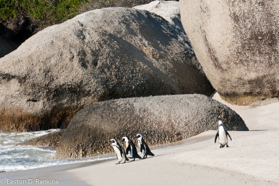 African Penguins XIV, Boulders Beach