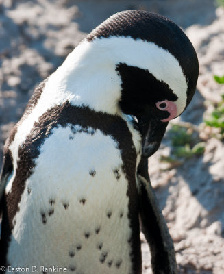 African Penguin XV, Boulders Beach