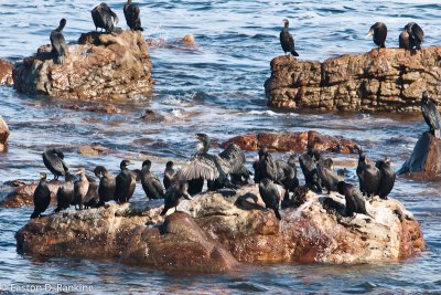 Cormorants, Cape of Good Hope