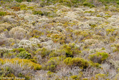 Cape Fynbos, Cape of Good Hope