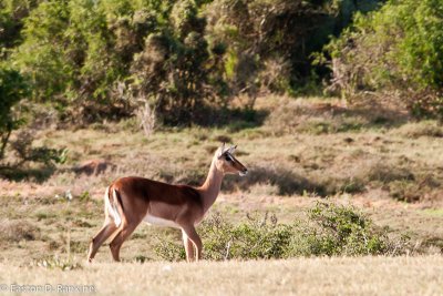 Southern Impala I