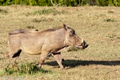 Warthog (Phacochoerus africanus) I