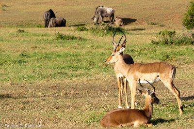 Southern Impala II