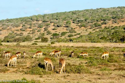 Southern Impala III