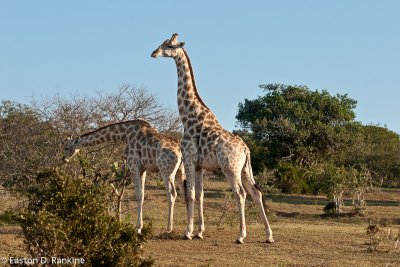 Girraffe II