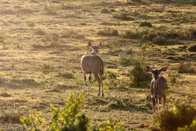 Kudu I