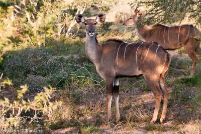 Kudu III