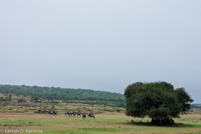 Morning Graze, Gnus