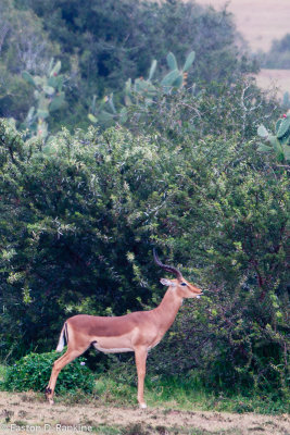 Impala