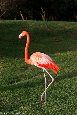 Greater Flamingo (Phoenicopterus ruber) II