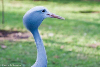 Blue Crane (Anthoropoides paradiseus) II
