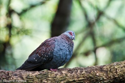 Speckled Pigeon (Columbia guinea)
