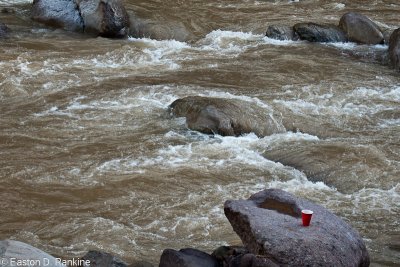 Red Cup with Wag Water River